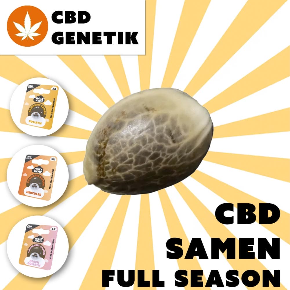 CBD Samen