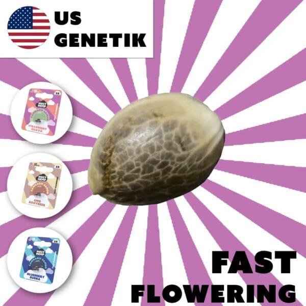 Fast-Flowering Cannabis Samen (THC) – US Genetics