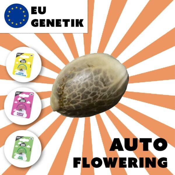 Auto-Flowering Cannabis Samen (THC) – Iconic Genetics