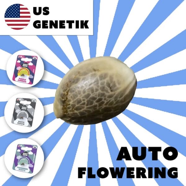 Auto-Flowering Cannabis Samen (THC) – US Genetics