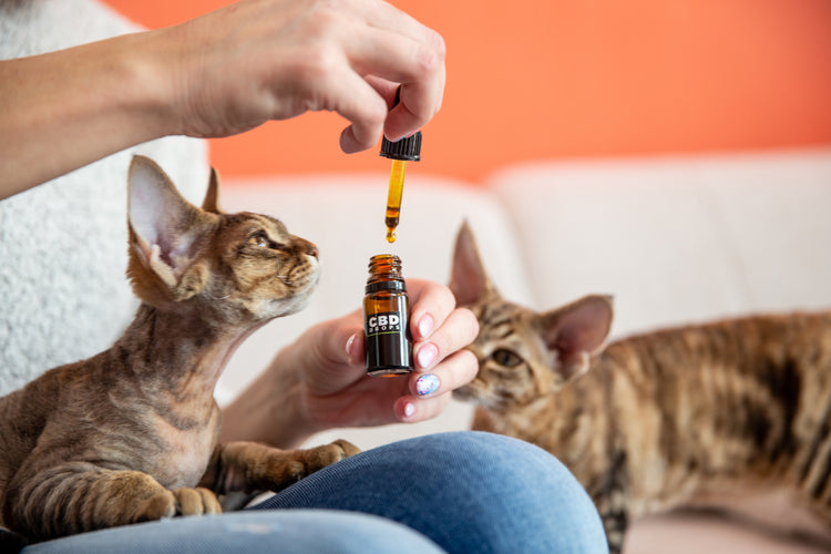 CBD für Tiere