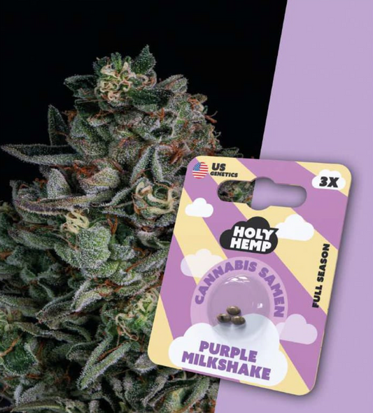 Holy Hemp Purple Milchshake 3er - Cannabis Samen (THC)- Full Season