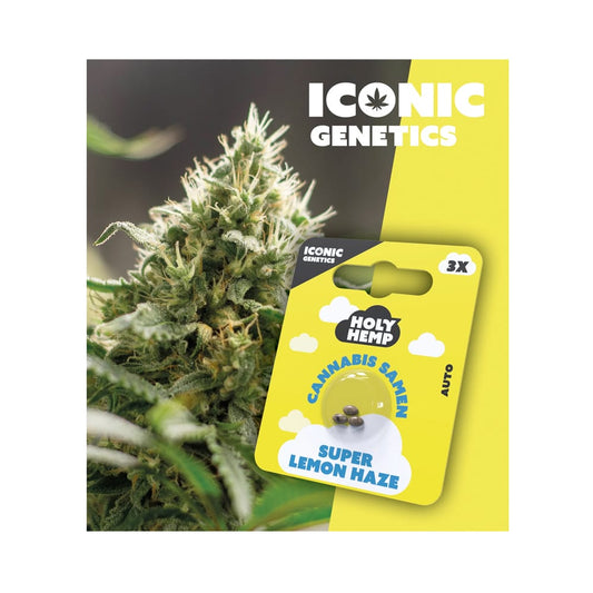 Auto-Flowering Cannabis Samen (THC) - Iconic Genetics Super Lemon Haze