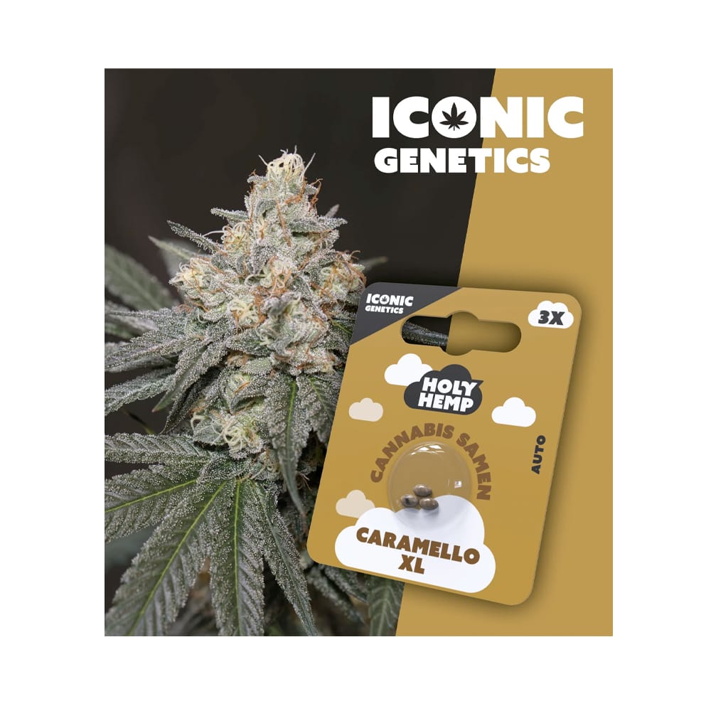 Auto-Flowering Cannabis Samen (THC) - Iconic Genetics Caramello XL