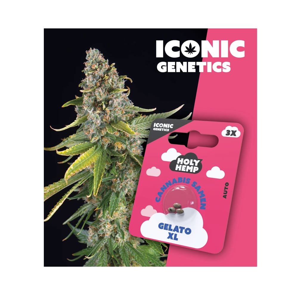 Auto-Flowering Cannabis Samen (THC) - Iconic Genetics Gelato XL