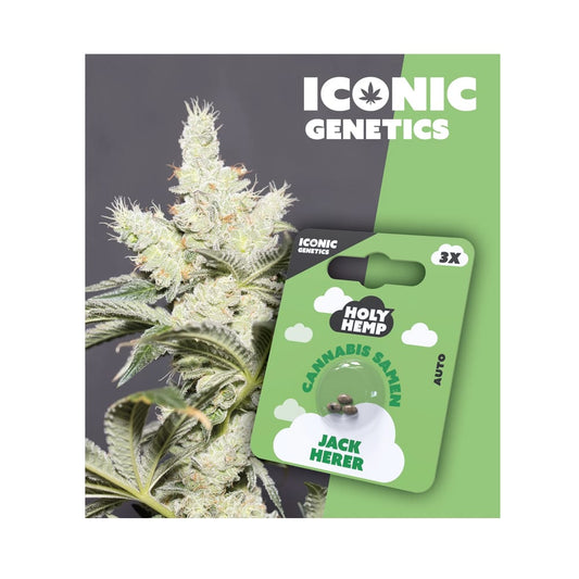 Auto-Flowering Cannabis Samen (THC) - Iconic Genetics Jack Herer