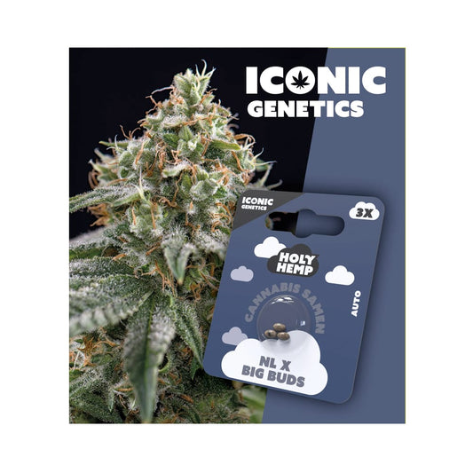 Auto-Flowering Cannabis Samen (THC) - Iconic Genetics NL x Big Buds