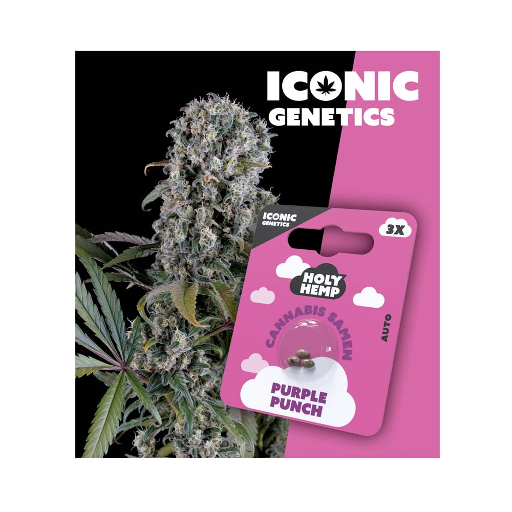 Auto-Flowering Cannabis Samen (THC) - Iconic Genetics Purple Punch