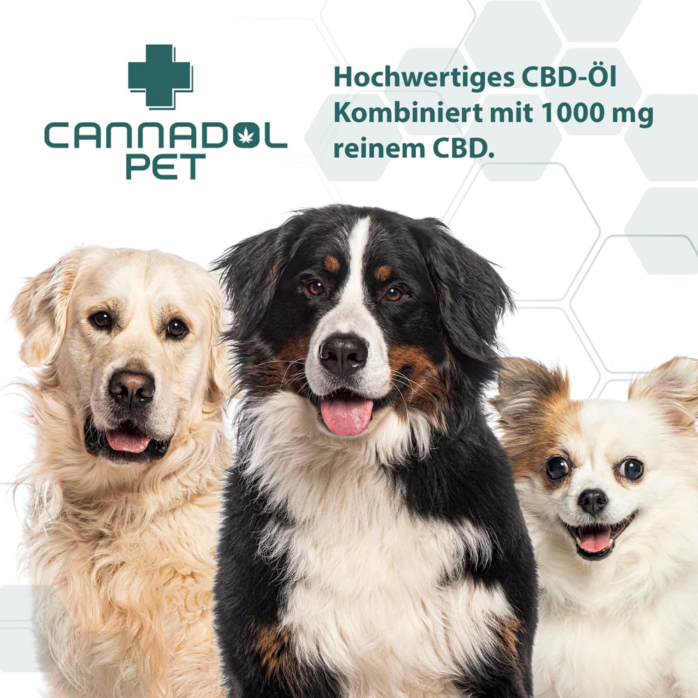 Hochwertiges CBD Öl für Hunde