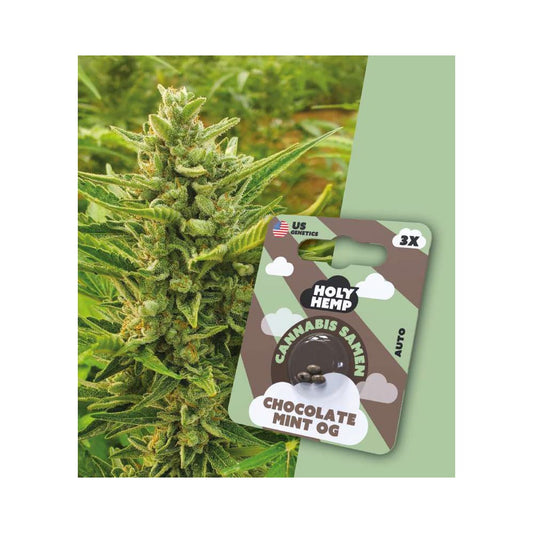 Holy Hemp Chocolate Mint OG 3er - Cannabis Samen (THC)-Auto-Flowering