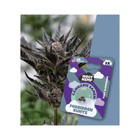 Holy Hemp Forbidden Runtz 3er - Cannabis Samen (THC)-Fast Flowering