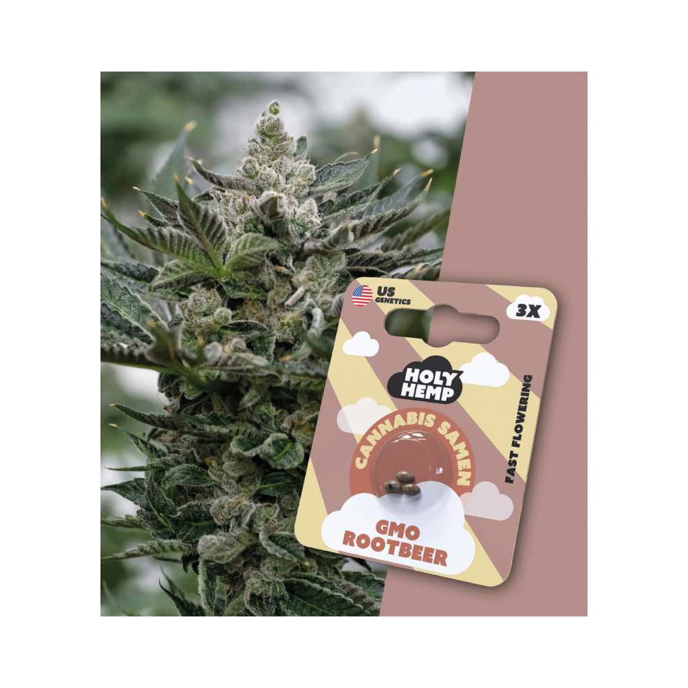 Holy Hemp GMO Rootbeer 3er - Cannabis Samen (THC)-Fast Flowering