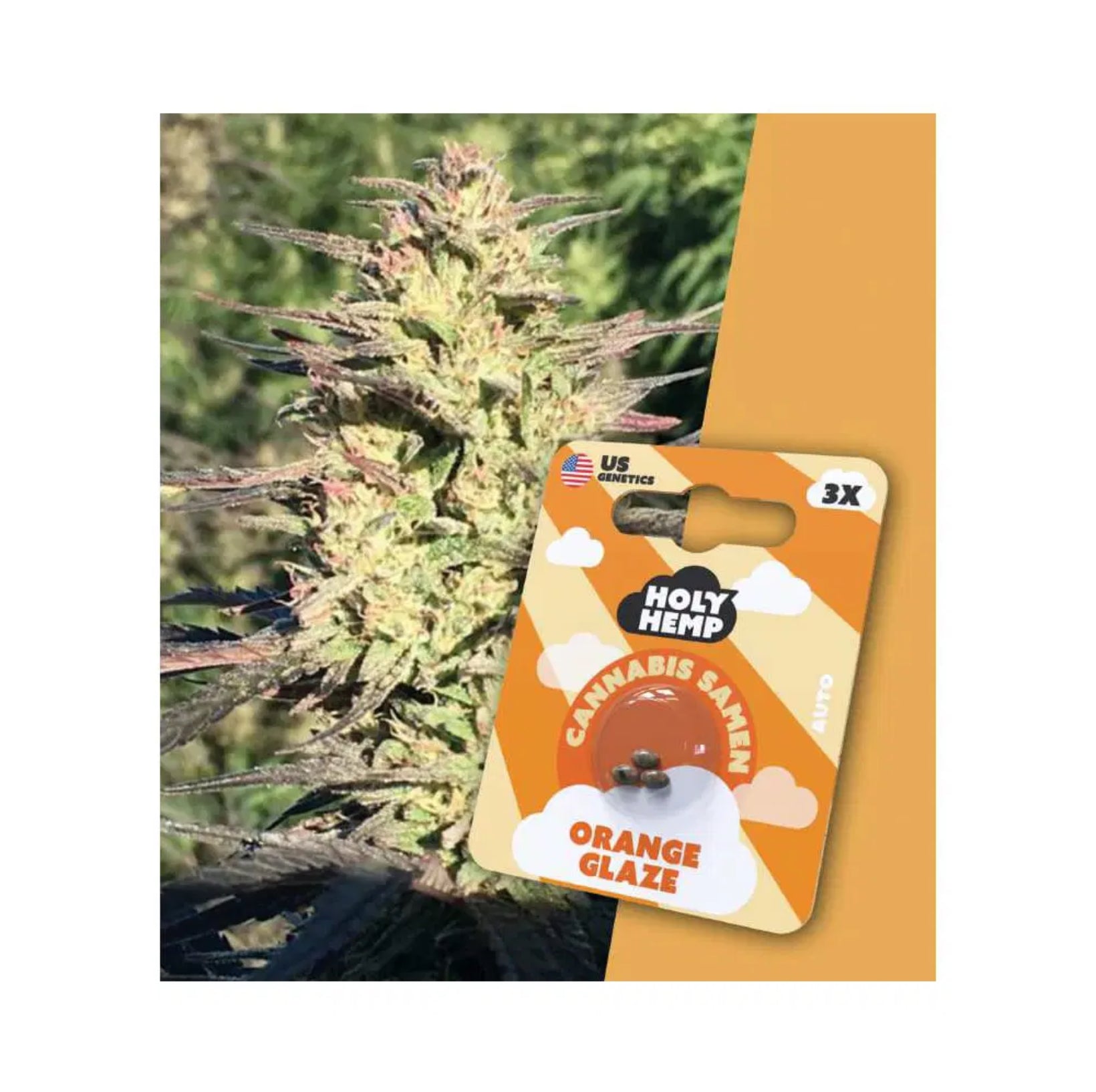 Cannabissamen von Holy Hemp. Auto Growing Seeds mit US – Genetik. Sorte Orange Glaze