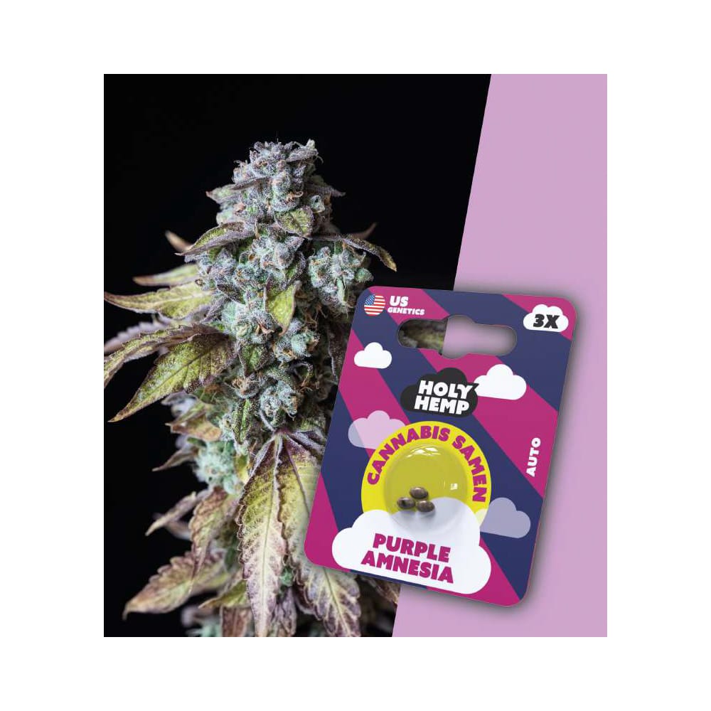 Holy Hemp Purple Amnesia 3er - Cannabis Samen (THC)- Auto-Flowering