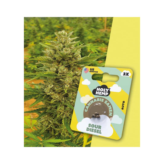 Holy Hemp Sour Diesel 3er - Cannabis Samen (THC)- Auto-Flowering