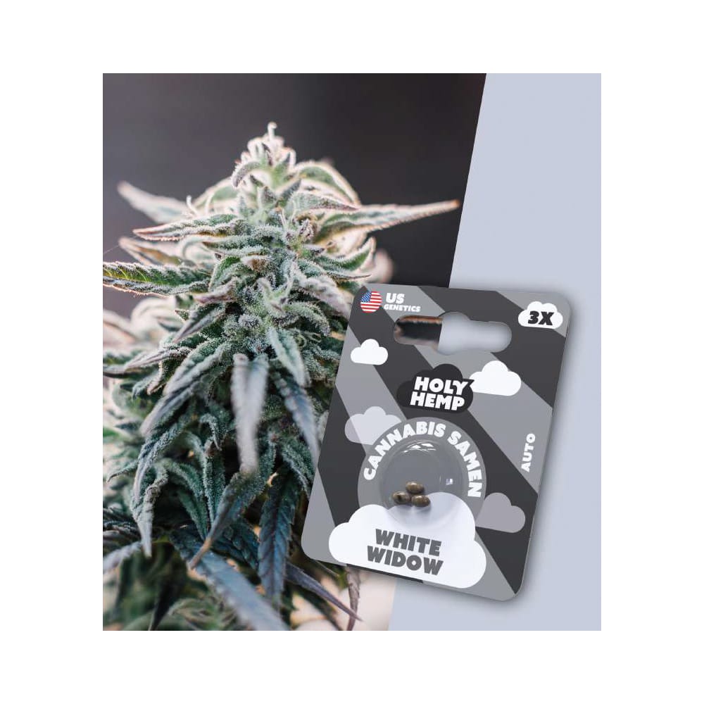 Holy Hemp White Widow  3er - Cannabis Samen (THC)- Auto-Flowering