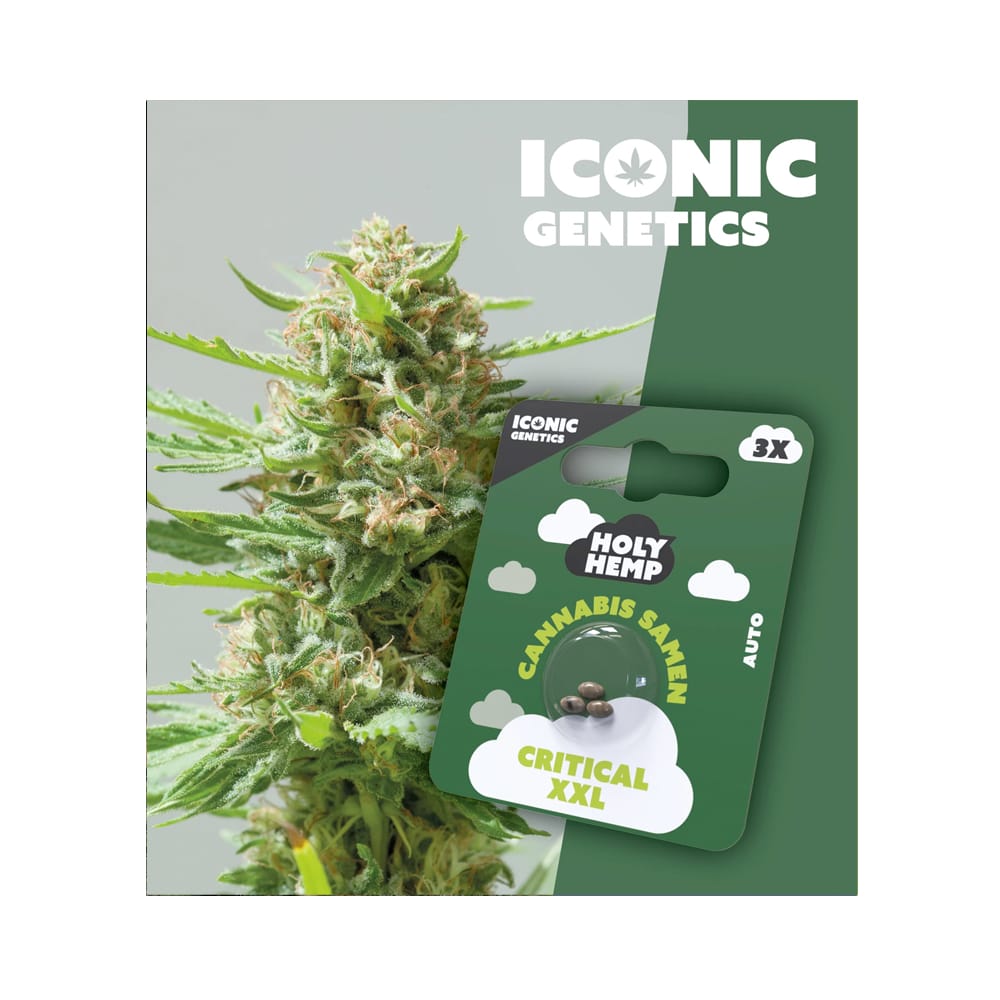 Auto-Flowering Cannabis Samen (THC) - Iconic Genetics Critical XXL