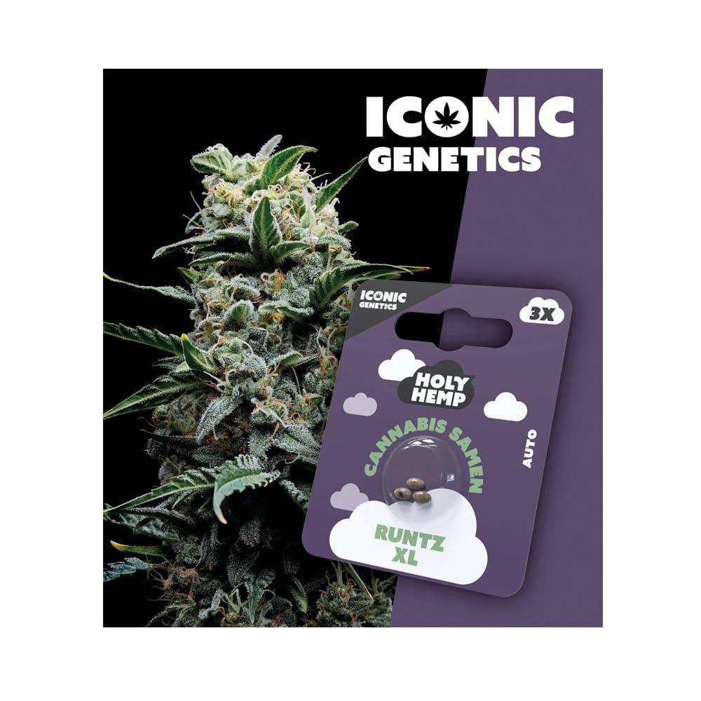 Auto-Flowering Cannabis Samen (THC) - Iconic Genetics Runtz XL