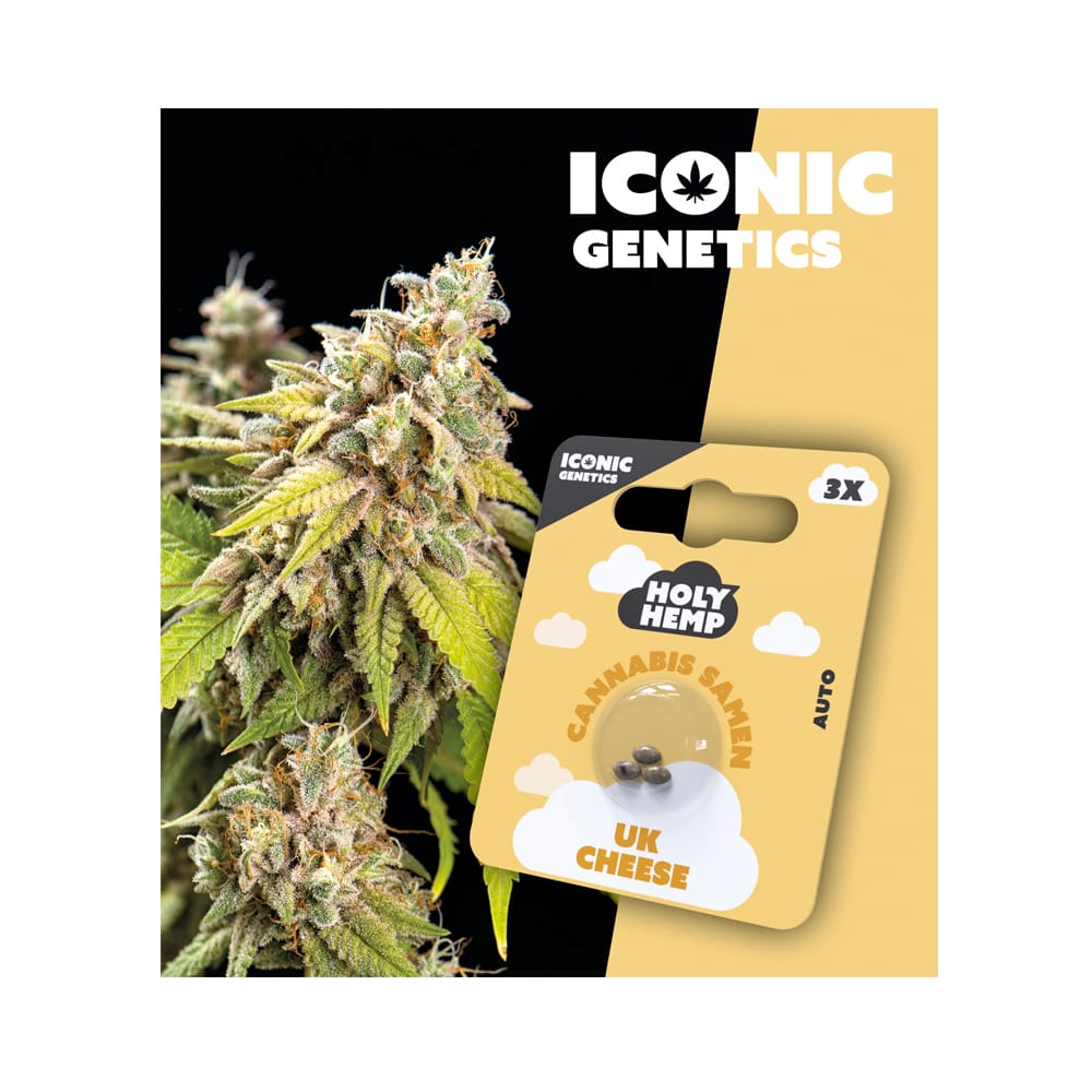 Auto-Flowering Cannabis Samen (THC) - Iconic Genetics UK Cheese