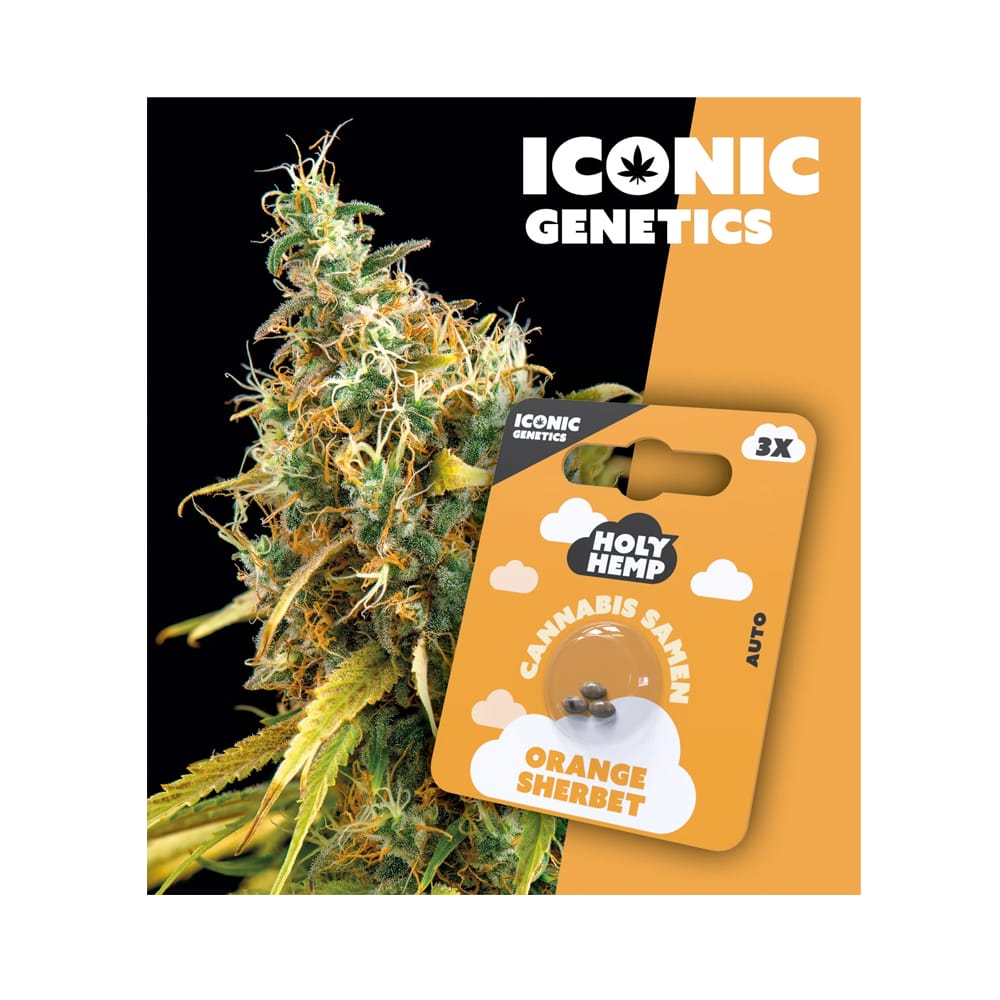 Auto-Flowering Cannabis Samen (THC) - Iconic Genetics Orange Sherbet